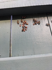 Oncopeltus fasciatus