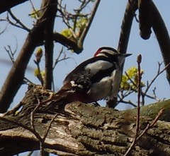 Dendrocopos major