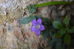 Campanula mollis