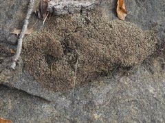 Dermatocarpon intestiniforme