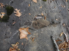 Dermatocarpon intestiniforme