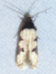 Taygete decemmaculella