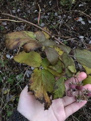 Rubus idaeus