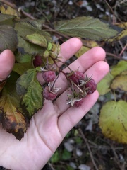 Rubus idaeus