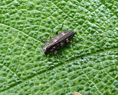 Chrysobothris holochalcea