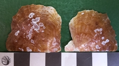 Pinctada chemnitzii