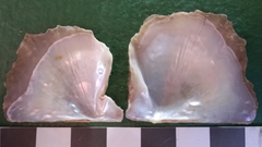Pinctada chemnitzii