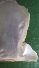 Pinctada chemnitzii
