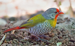 Green-Winged Pytilia photo 5