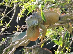 Iguana iguana