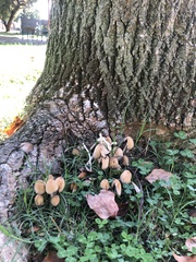 Coprinellus micaceus