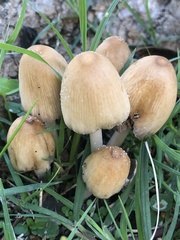 Coprinellus micaceus