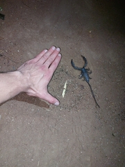 Hadogenes troglodytes