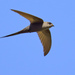 African Palm Swift - Photo (c) Ad Konings, some rights reserved (CC BY-NC), uploaded by Ad Konings