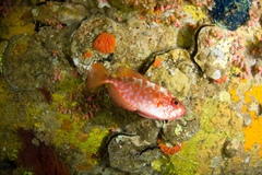 Heteropriacanthus carolinus