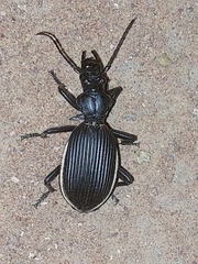 Anthia massilicata