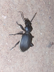 Anthia massilicata