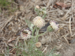 Senecio viravira