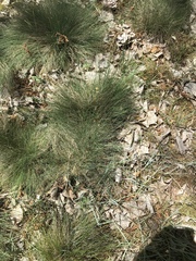 Festuca longifolia