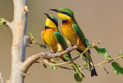 Little Bee-Eater photo 5