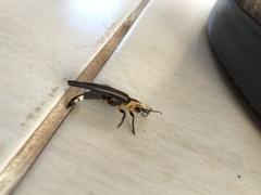 Cratomorphus diaphanus