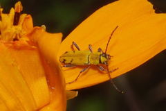 Ochraethes tomentosus