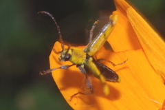 Ochraethes tomentosus