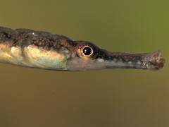 Syngnathus abaster