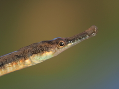 Syngnathus abaster
