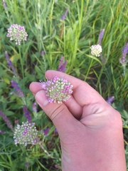 Allium lineare