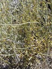 Ephedra aspera