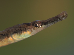 Syngnathus abaster