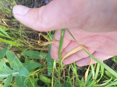 Allium lineare