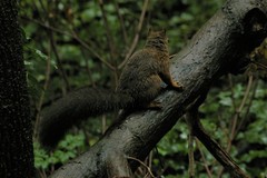 Sciurus vulgaris