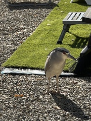 Nycticorax nycticorax