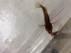 Tridentiger trigonocephalus