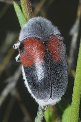 Megalostomis dimidiata