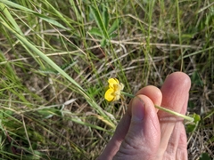 Ranunculus cardiophyllus