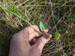 Ranunculus cardiophyllus