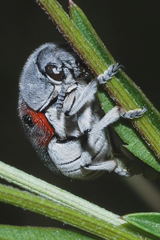 Megalostomis dimidiata