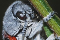 Megalostomis dimidiata