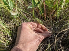 Ranunculus cardiophyllus
