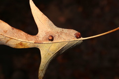 Polystepha symmetrica