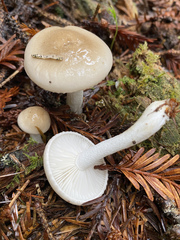 Tephroleuci
