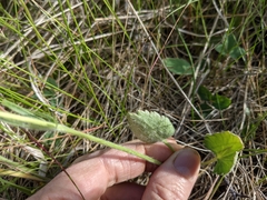 Ranunculus cardiophyllus