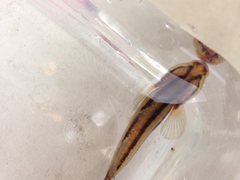 Tridentiger trigonocephalus