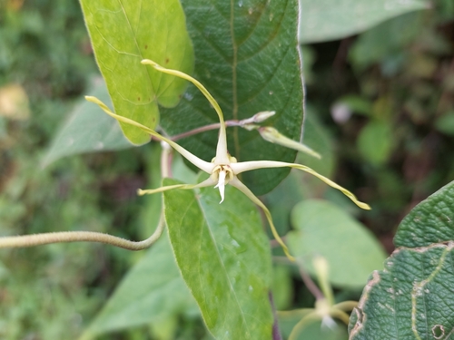Image of Oxypetalum cordifolium by (c) Daniel Mesa, some rights reserved (CC BY)