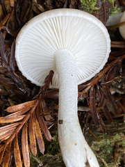 Tephroleuci