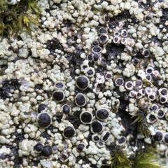 Rinodina tephraspis