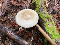Tephroleuci